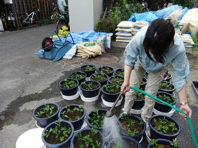 フジバカマ　潅水.jpg