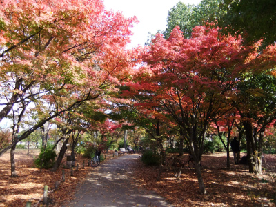 公園内　紅葉.jpg