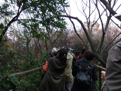 12月　自然観察会　野鳥 (2).jpg