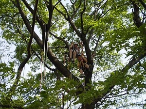 treeclimb.jpg