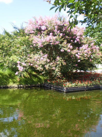 日本庭園 朱雀の庭 のサルスベリ 百日紅 が見ごろです Umeblog 京都市都市緑化協会