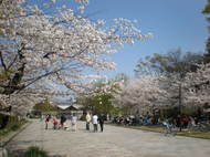桜の開花情報