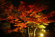 「梅小路公園　紅葉まつり」を開催いたします。