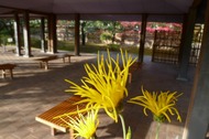 朱雀の庭に嵯峨菊を展示しています。のイメージ