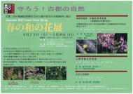 京都の希少種を含む「春の和の花展」（4月23日～5月8日）を開催しています。のイメージ