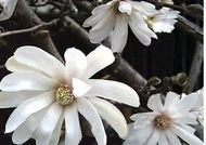 春を告げる花木と草花展