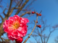 梅まつり in 梅小路公園　を開催します（３月１日～１０日）