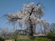 円山公園  祗園シダレザクラ（祗園の夜桜）の様子　2013.3.30