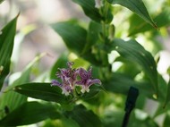 藤袴と和の花展「和花を使った寄せ植え教室」（9/27）のご案内のイメージ