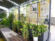 京都駅ビル「緑水歩廊」でのキクタニギク（菊渓菊）の展示についてのイメージ