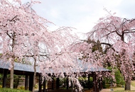 煎茶道方円流 『梅小路公園 桜まつり煎茶会』のお知らせのイメージ