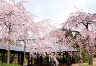 煎茶道方円流 『梅小路公園 桜まつり煎茶会』のお知らせ