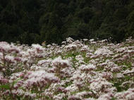 水尾、大原野―山あいのフジバカマとアサギマダラを訪ねませんかのイメージ