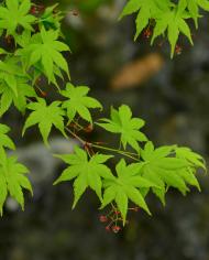 7月の「花と緑の相談所」