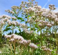 10月の「花と緑の相談所」のイメージ