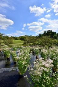 『第12回 藤袴と和の花展』開催を中止いたしますのイメージ