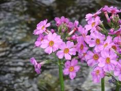 春の和の花　クリンソウを育てる教室 の参加者を募集していますのイメージ