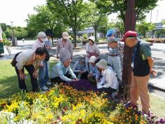 まちを彩る花植え教室（前期）のイメージ