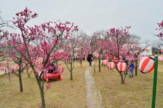 梅まつり in 梅小路公園 （2/25～3/5）のイメージ