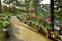 春の和の花展（4/22～5/7）のイメージ