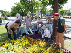 季節を彩る花植え教室のイメージ