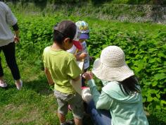 自然あそび教室『春の草花観察と草だんごづくり 』のイメージ