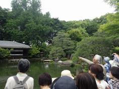 京の庭めぐり（仁和寺・等持院）のイメージ