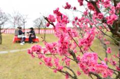 梅まつりin梅小路公園2月23日(土)～3月3日(日)のイメージ