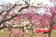 梅まつりin梅小路公園のイメージ