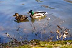 ふらっとウォッチング～春を待つ冬の宝が池をあるこう！冬鳥に会いに行こう！のイメージ