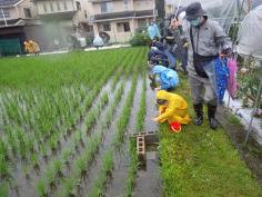 田んぼのいきものを観察しようのイメージ