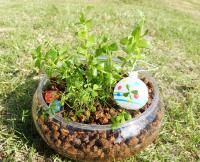 水草の寄せ植え.JPG