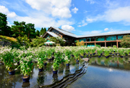 藤袴と和の花展