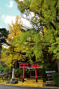 源氏物語ゆかりの　岩戸落葉神社のイチョウ