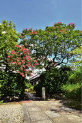 徳川家ゆかりの地に咲く　清凉院（せいりょういん）のサルスベリ