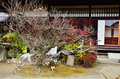 継承が生み出す造形美　勧修寺（かじゅうじ）の臥竜（がりゅう）の老梅