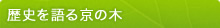 歴史を語る京の木