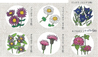 和花3.jpg