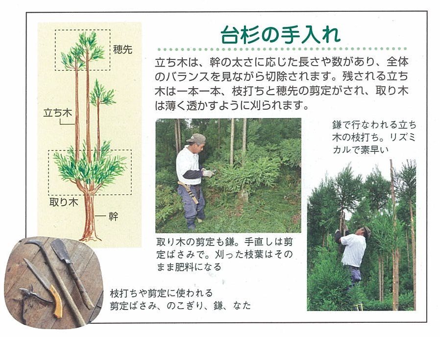 植木　北山大杉　庭木　取りに来ていただける方限定 植木 北山大杉 庭木 取りに来ていただける方限定