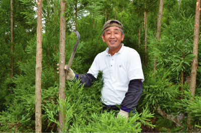 植木　(台杉) 積み込みお手伝いいたします。おまけ付 植木 (台杉) 積み込みお手伝いいたします。おまけ付 【公式通販】