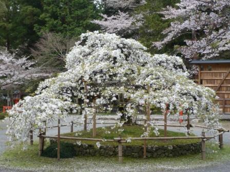 大原野神社神苑・鯉沢の池の画像
