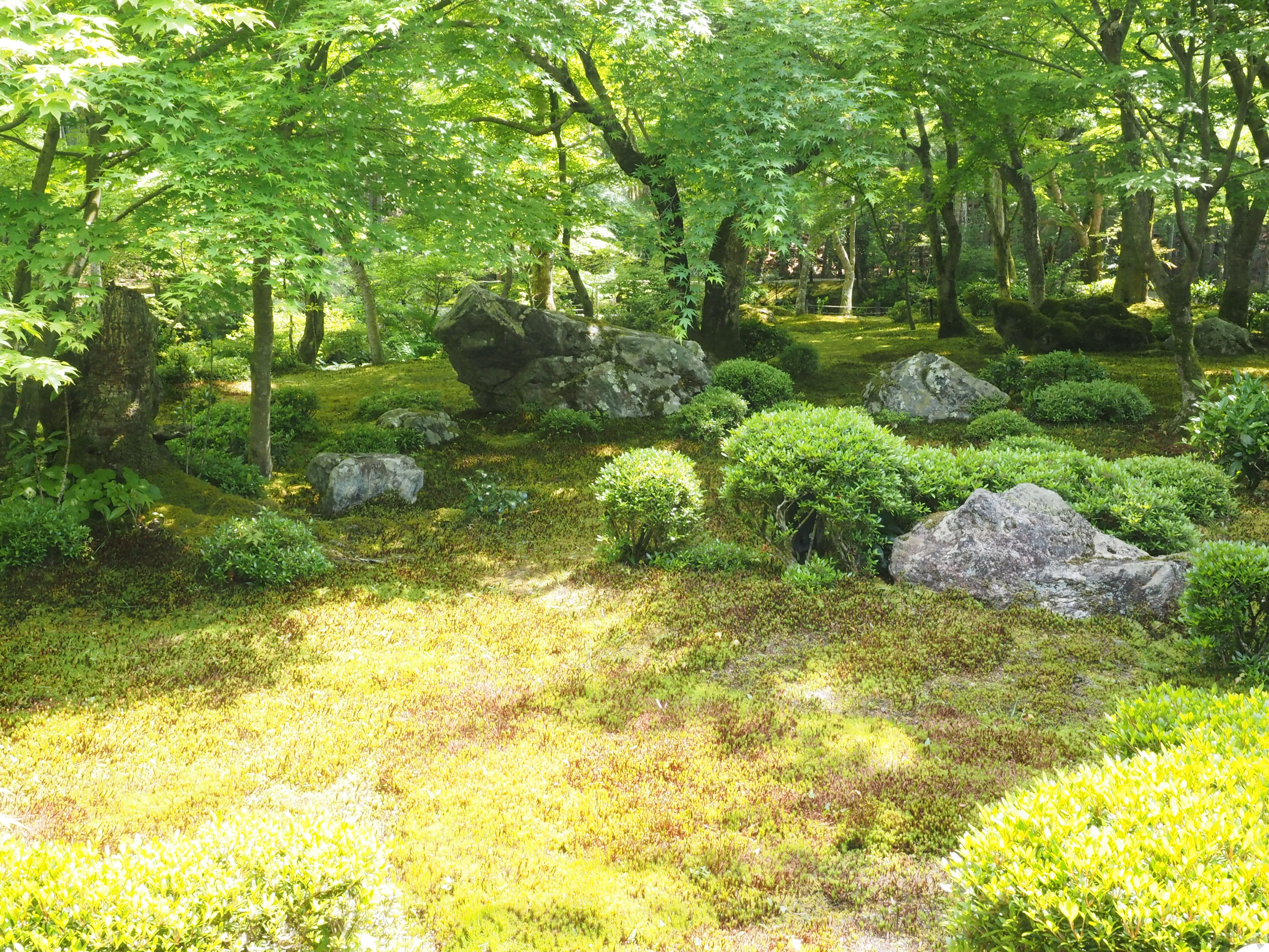 圓光寺庭園の画像