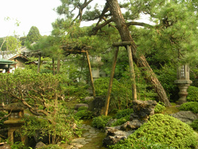大橋家庭園（苔涼庭）の画像