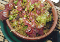 写真：食虫植物展で展示中の「ケファロツス」（2010年8月）