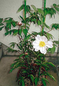 写真：台木のシャクヤクの開花。後方の支柱付きの茎２本はボタン。（5月中旬）
