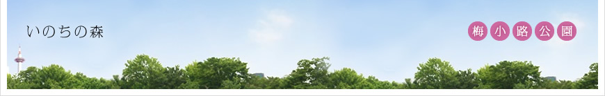梅小路公園　いのちの森